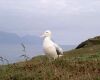 a wandering albatross standing in grass
