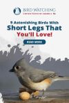 9 Astonishing Birds with Short Legs That You’ll Love! Thumbnail