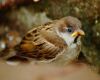 a house sparrow is sitting