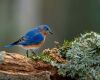 a bluebird is standing on the branch of a tree