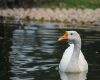 a duck swimming in the water