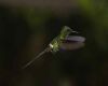 a hummingbird flying