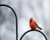 a northern cardinal is sitting