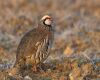 a red legged partridge is sitting
