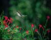 a ruby throated hummingbird flying