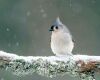 a tufted titmouse