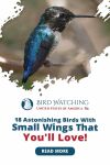 18 Astonishing Birds With Small Wings That You'll Love! Thumbnail