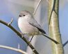 an american bushtit sitting on a branch