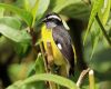 bananaquit sitting on a branch