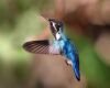 a bee hummingbird flying