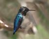 bee hummingbird sitting on a branch