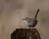 bewick wren sitting on a wooden fence