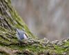 brown headed nuthatch sitting on a tree trunk