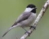 carolina chickadee sitting on a branch