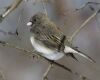 dark-eyed junco sitting on a branch