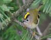 goldcrest sitting on a branch