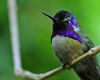 a humming bird is sitting on a branch