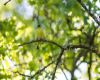 lesser goldfinch sitting on a branch