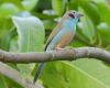 a red-cheeked cordon bleu is sitting on a branch