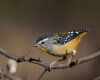 spotted pardalote is sitting on a branch