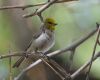 verdin sitting on a branch