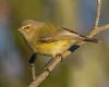 a weebill is sitting on a branch