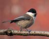 willow tit sitting on a branch