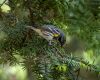 yellow-rumped warbler sitting on a branch