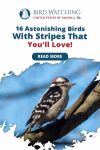 16 Astounding Birds with Stripes That You'll Love Thumbnail