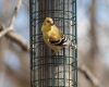 an american goldfinch is on a feeder