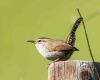 a bewick’s wren sitting