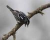a black and white warbler is sitting on a branch and looking down