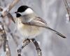 a black-capped chickadee on a branch