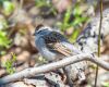 a chipping sparrow is sitting on a branch