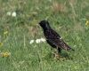 a common starling sitting on the ground