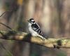 a downy woodpecker is sitting on a branch
