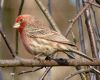 house finch sitting on a branch