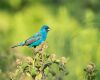 an indigo bunting is sitting