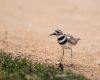 a killdeer on the ground