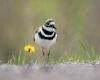 a killdeer walking