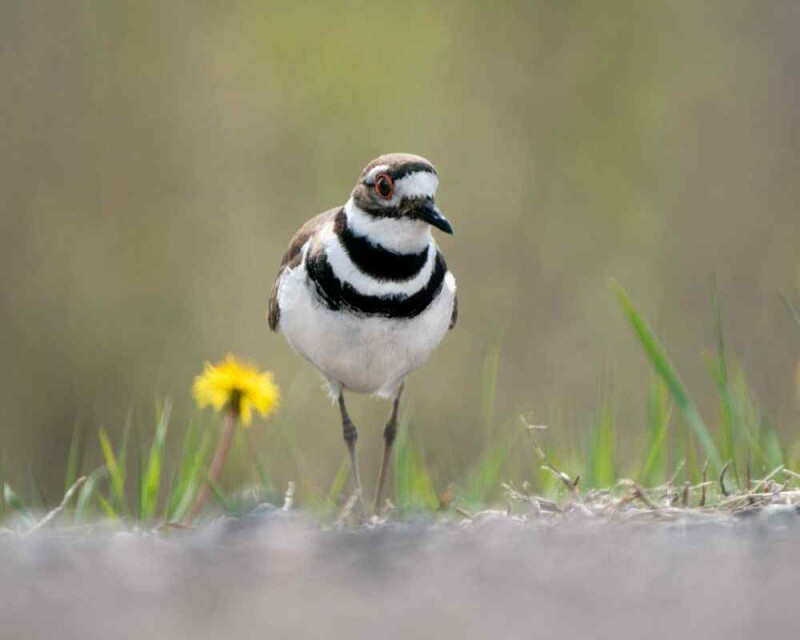16 Astounding Birds with Stripes That You'll Love