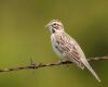 a lark sparrow is sitting on a barbed wire