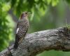 northern flicker sitting on a branch