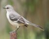 a northern mockingbird is on a pole