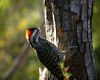 striped woodpecker on a tree trunk