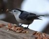 a white breasted nuthatch is eating nuts
