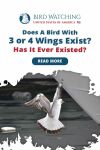 Does A Bird With 3 Or 4 Wings Exist? Has It Ever Existed? Thumbnail