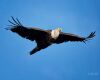 bald eagle in flight