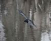 crow flying