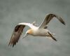 gannet bird